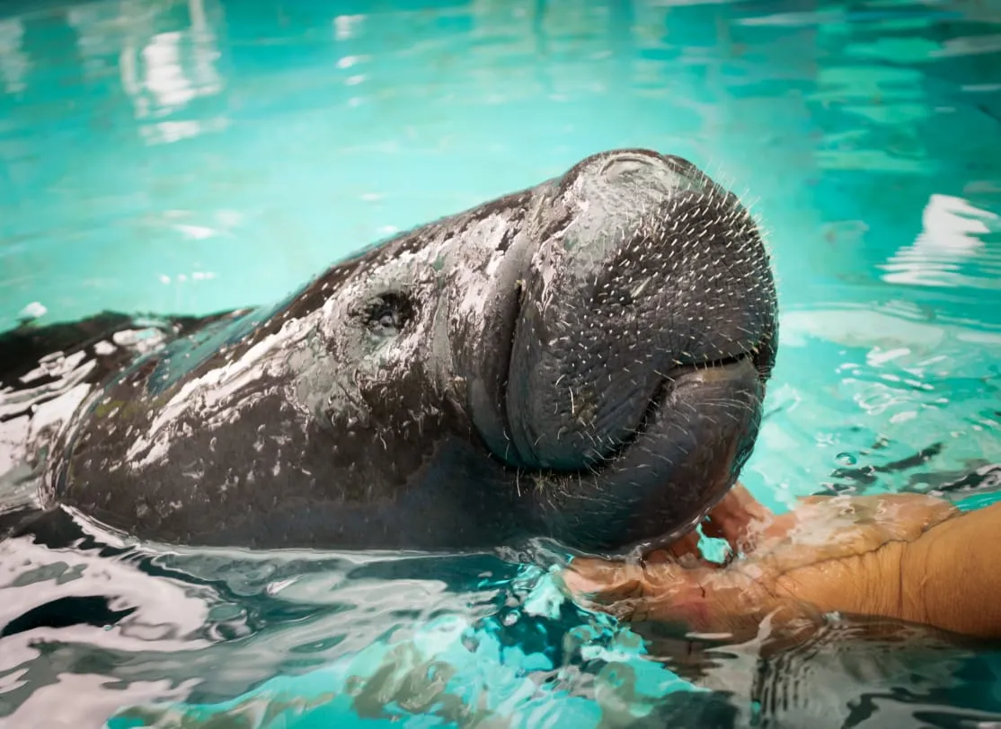 Crucero de Lujo Aria Amazon